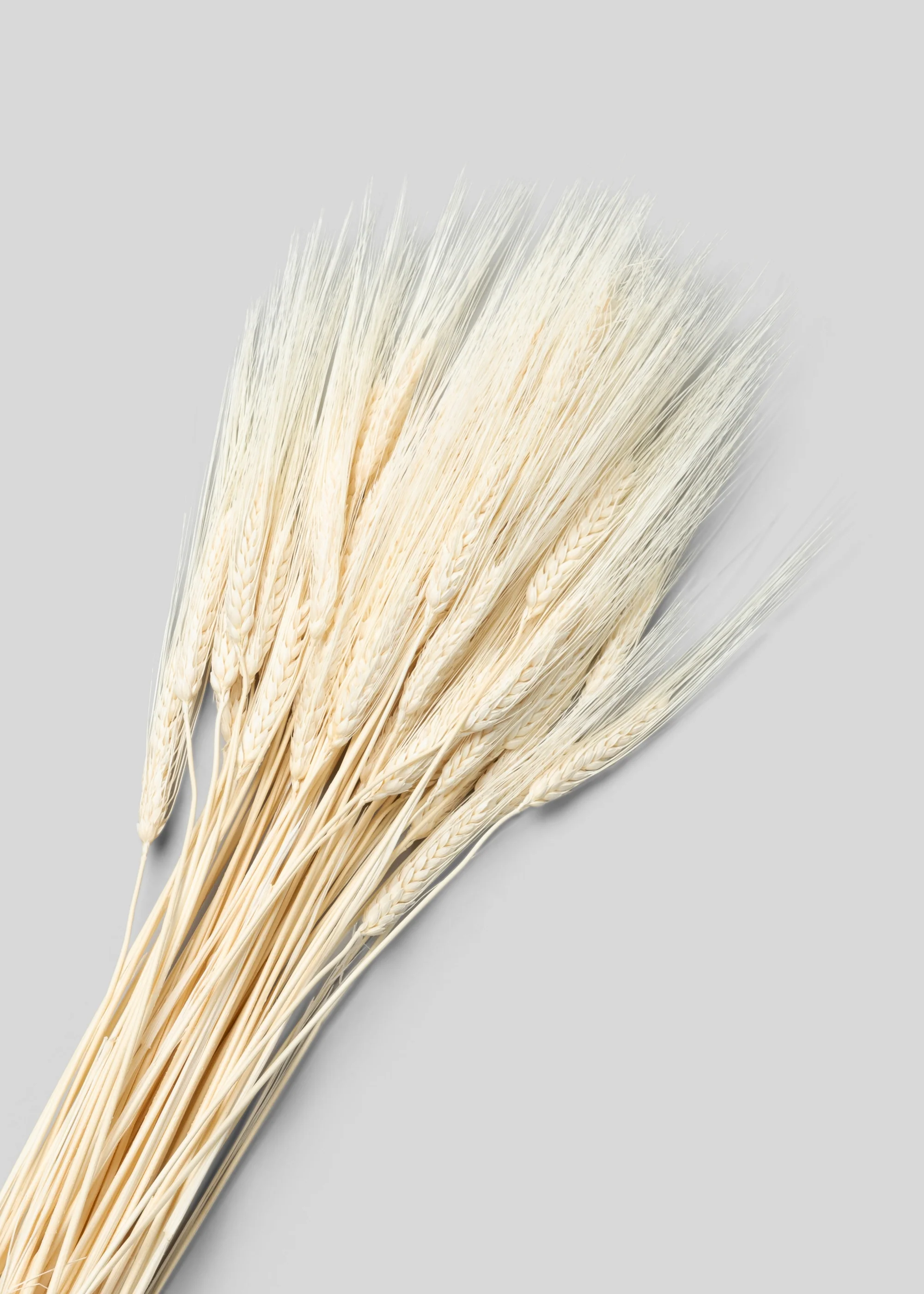 Bleached Natural Triticum Wheat - 8 oz Bunch - Image 3
