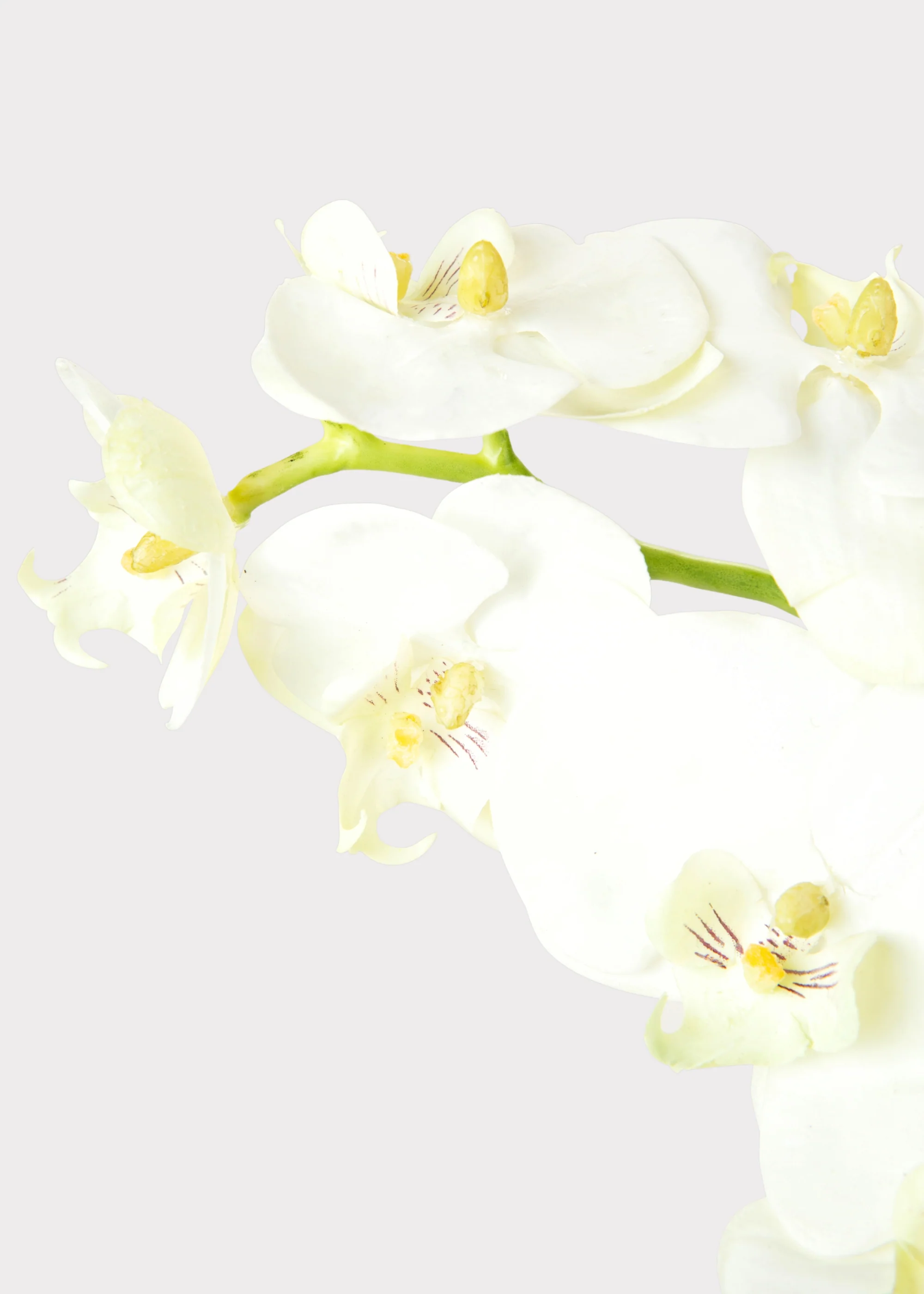 White Cream Artificial Phalaenopsis Orchids - 39" - Image 4
