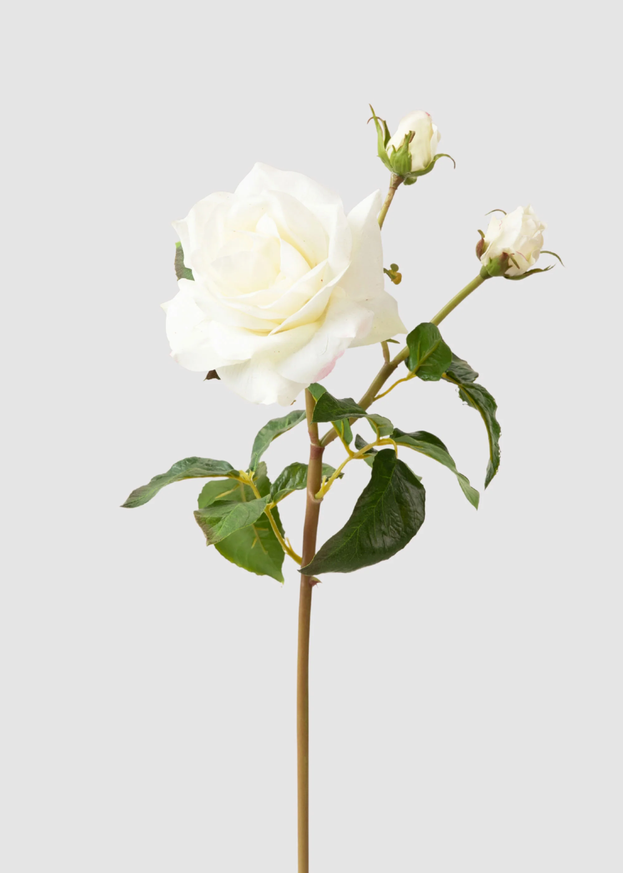 Cream White Real Touch Juliet English Rose - 22" - Image 2