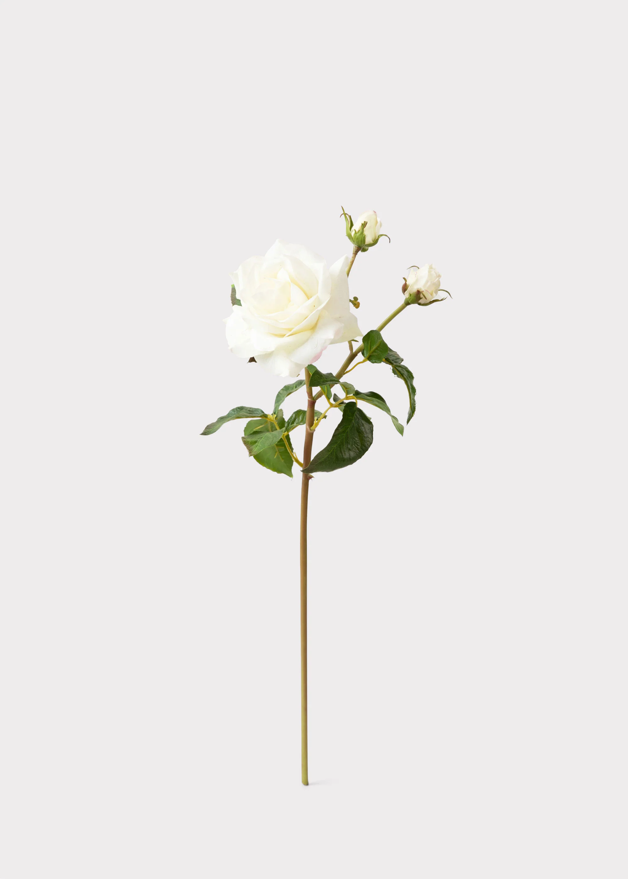 Cream White Real Touch Juliet English Rose - 22" - Image 4