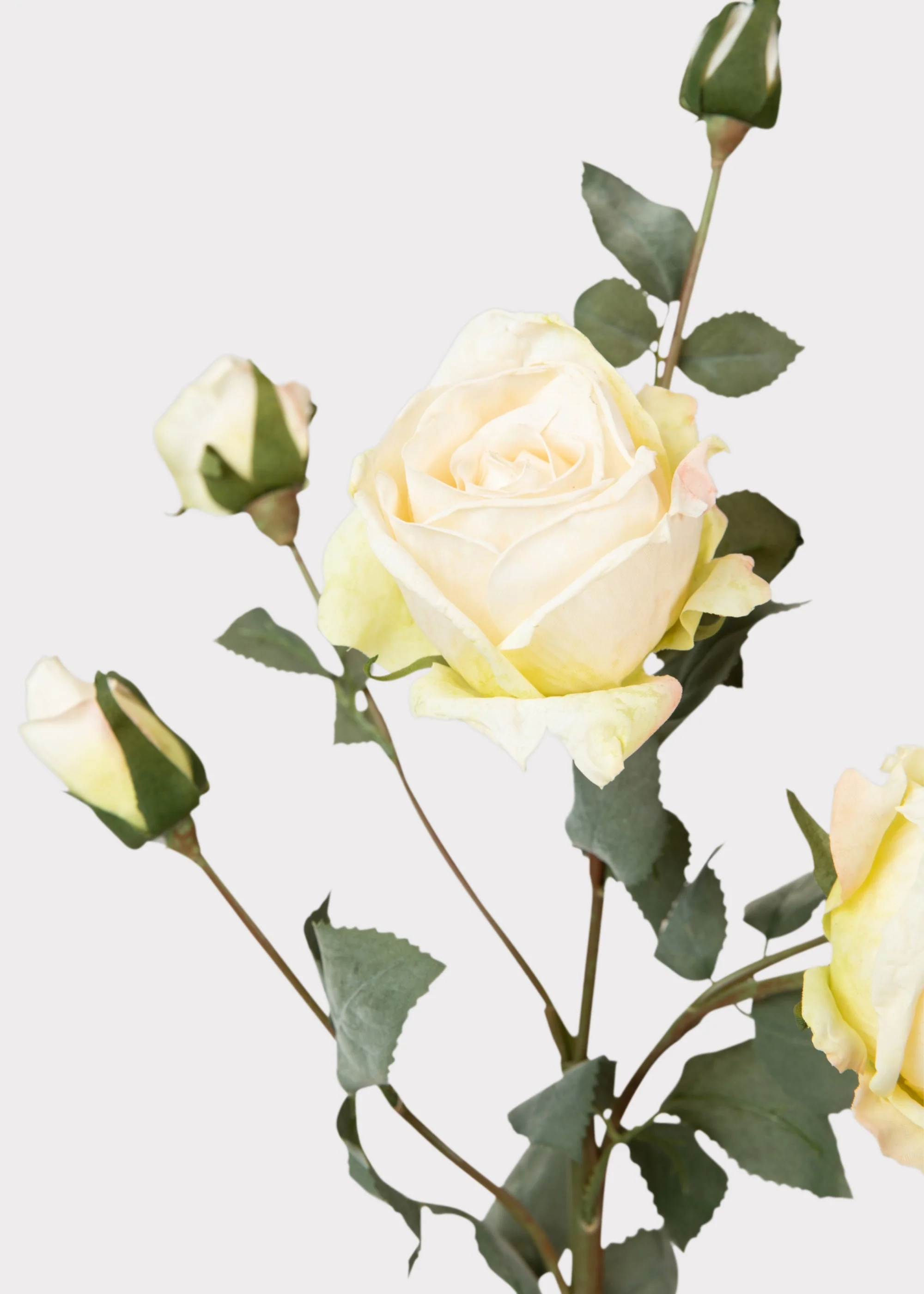 Artificial Roses in Cream - 27.5" - Image 3