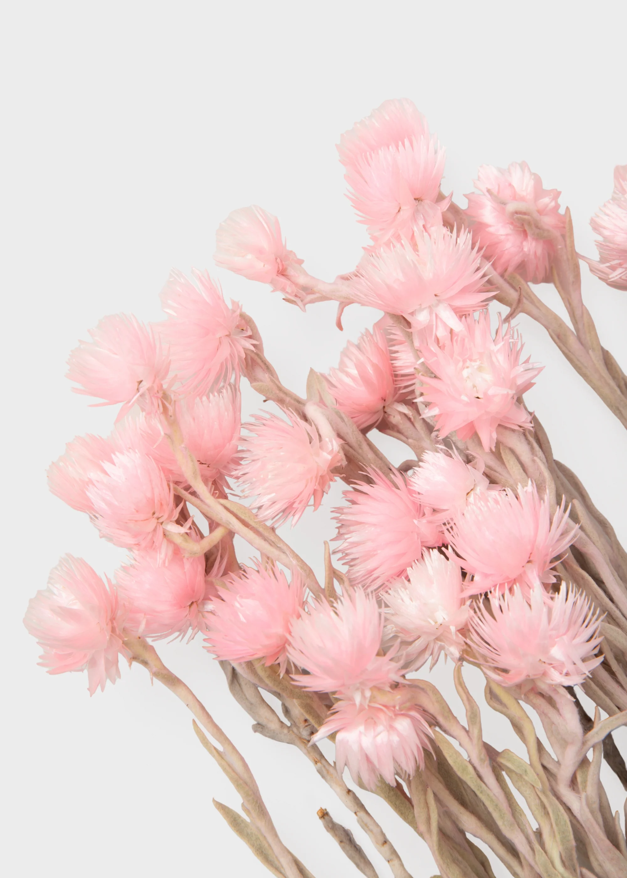Dried Silver Daisy Flowers in Pink - Image 2
