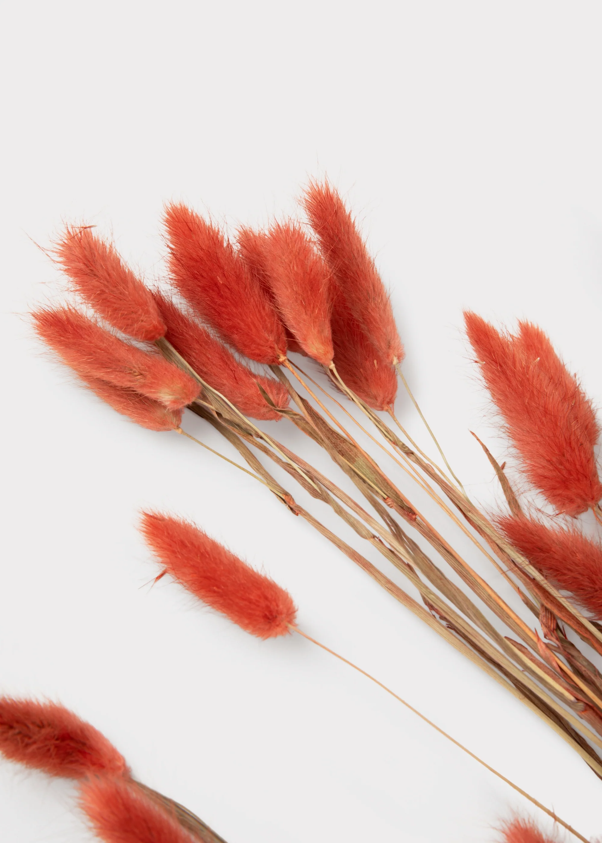 Earthy Terracotta Dried Bunny Tail Grass Bundle of 60 Stems - Image 2