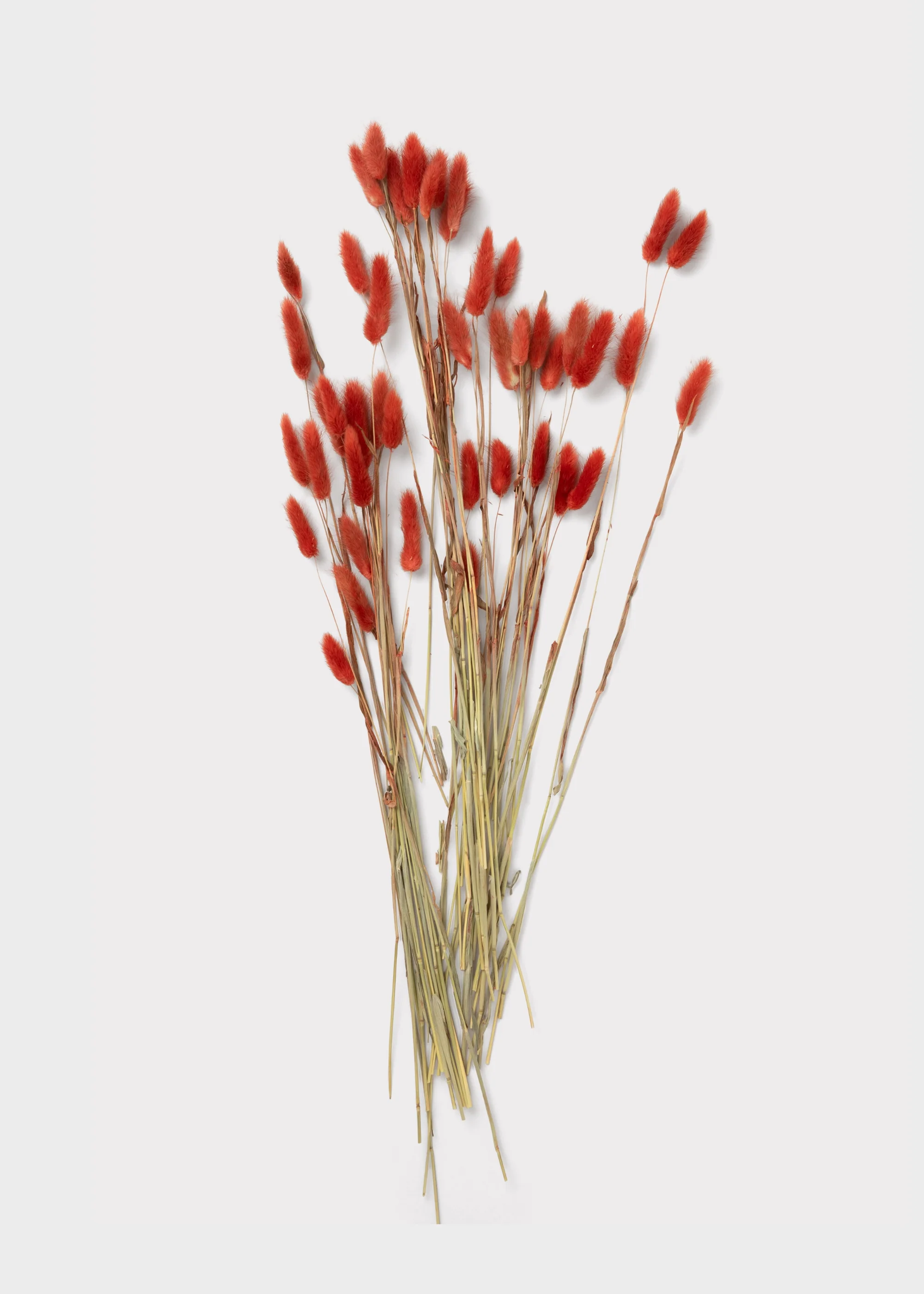 Earthy Terracotta Dried Bunny Tail Grass Bundle of 60 Stems - Image 3