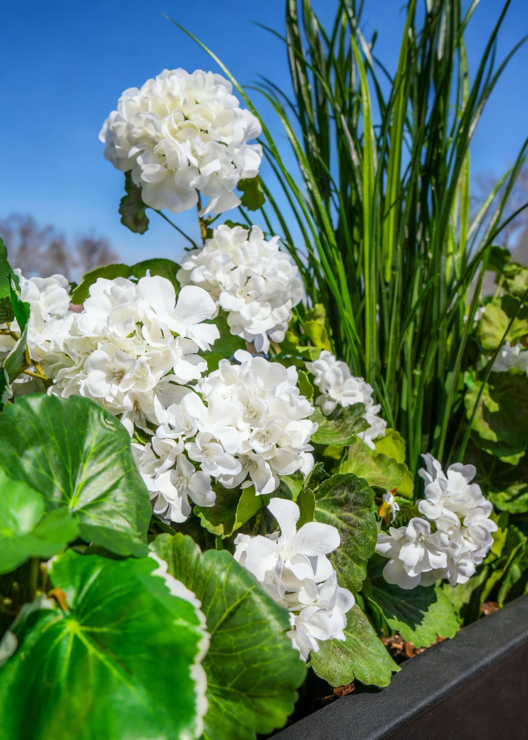Fake Geranium Indoor/Outdoor Water Resistant Bush - 22" - Image 3