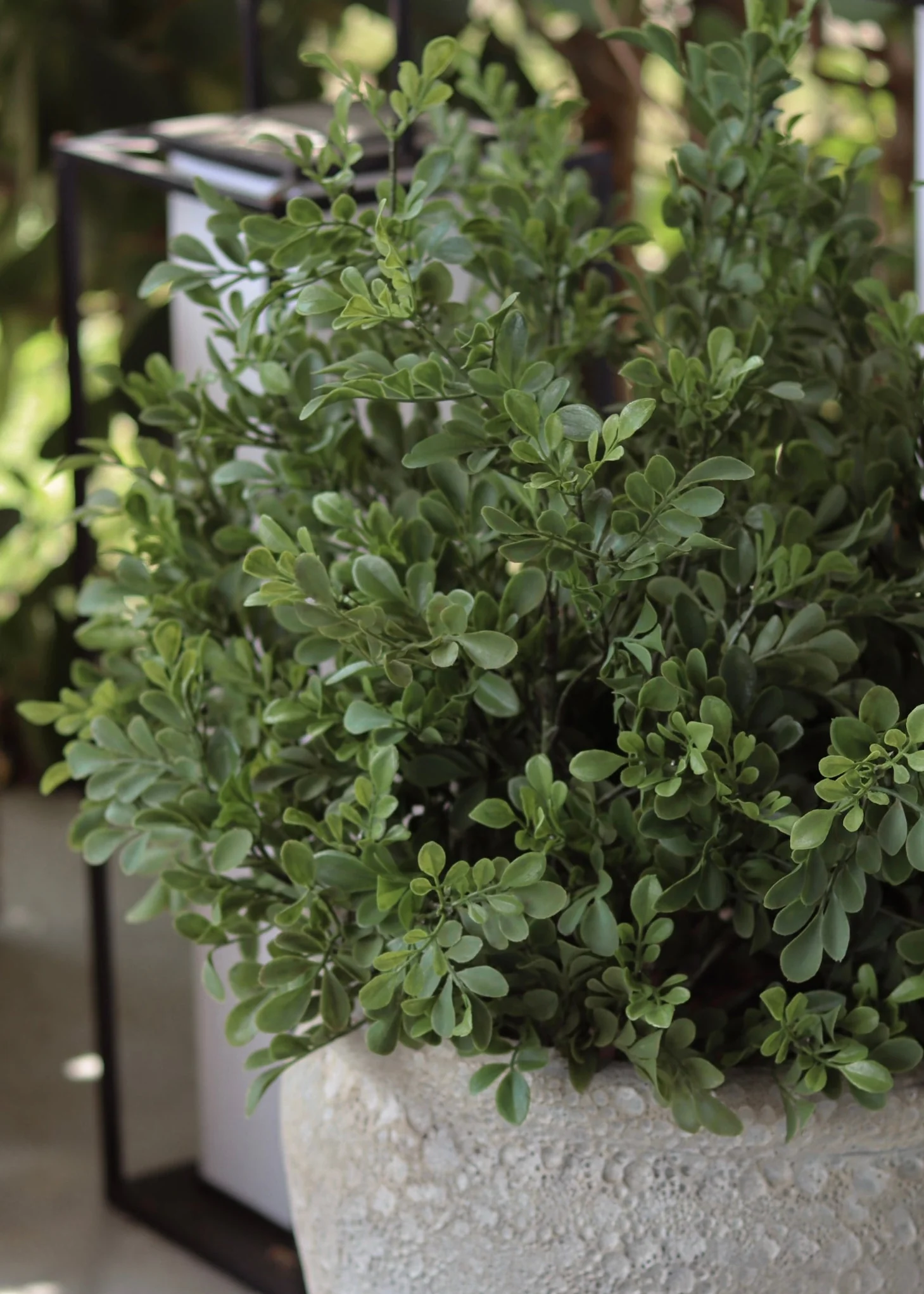 Fake Plants UV Treated Indoor/Outdoor Boxwood Bush - 24" - Image 2