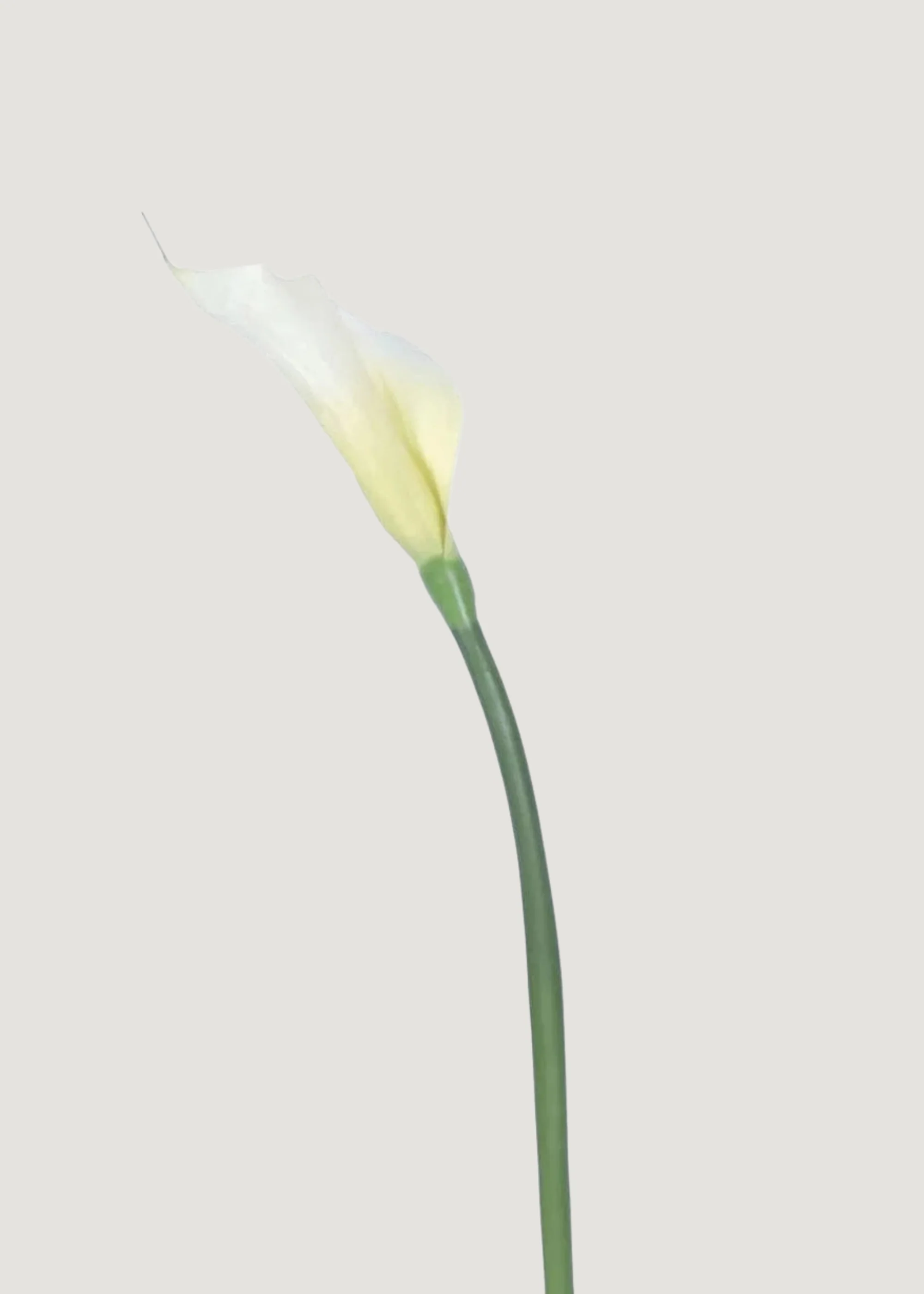 Case of 12 Artificial Calla Lily Stems in Cream 37" - Image 6