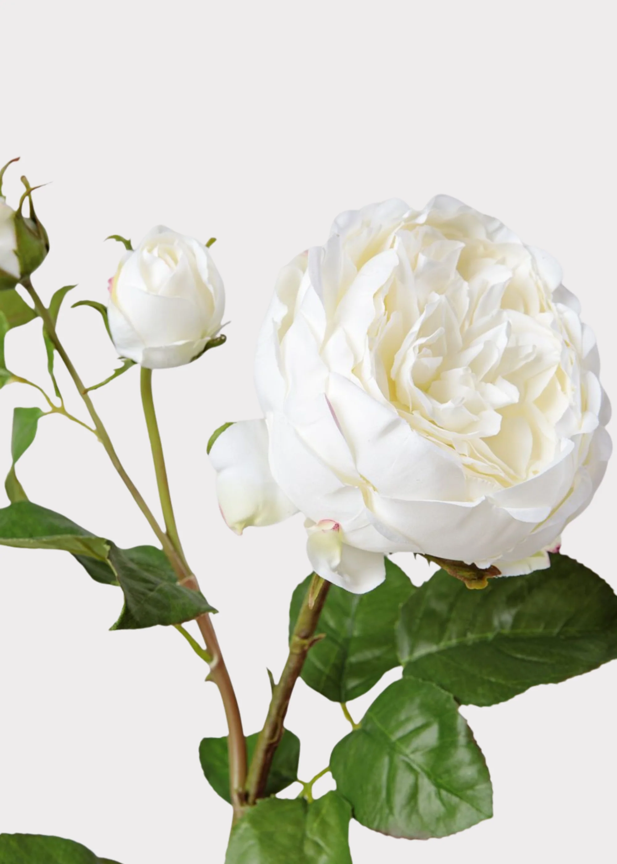 Real Touch Fake Flower English Rose with Bud - 21" - Image 4