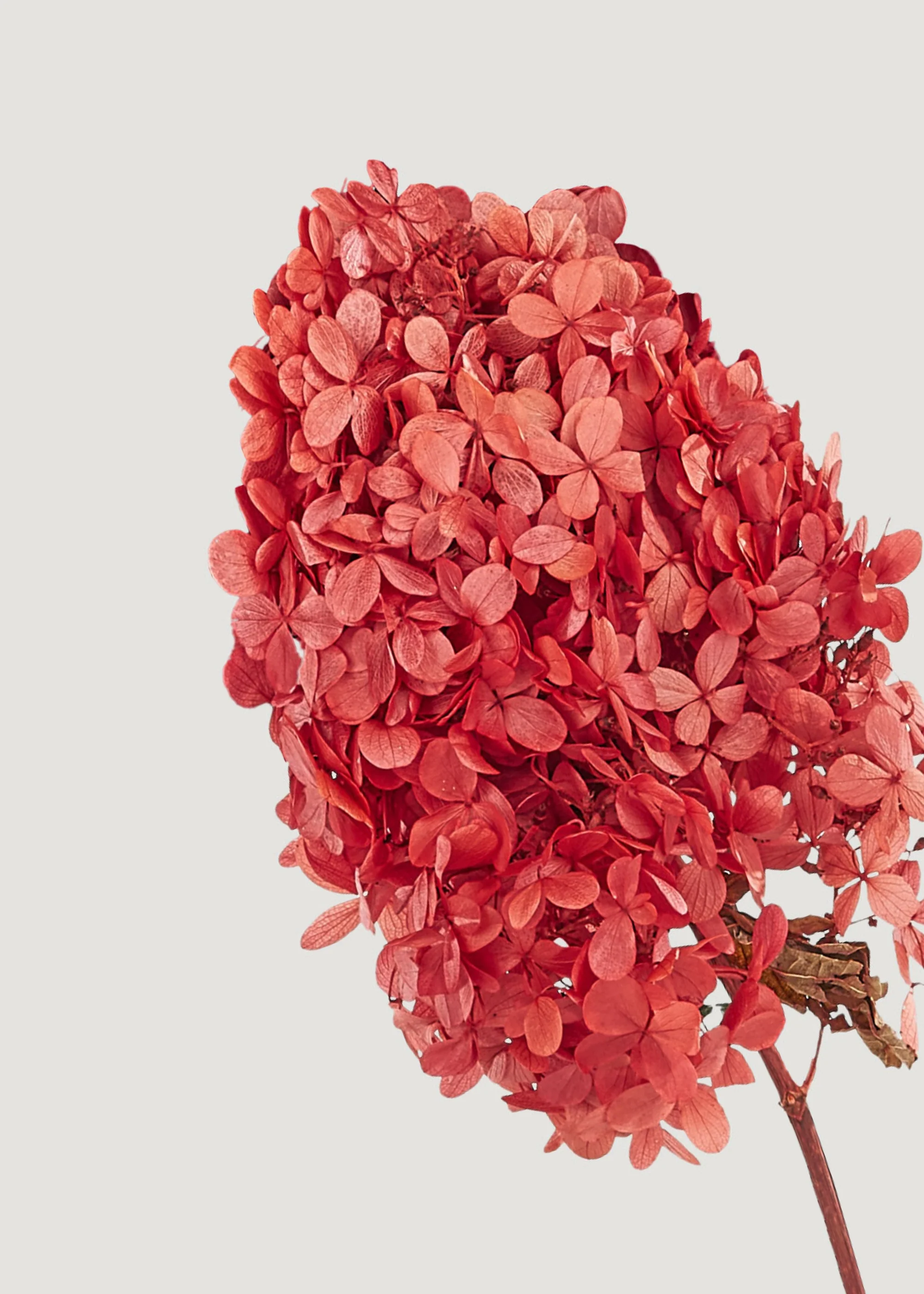 Bundle of 3 Terracotta Pink Preserved Hydrangea Stems - Image 3