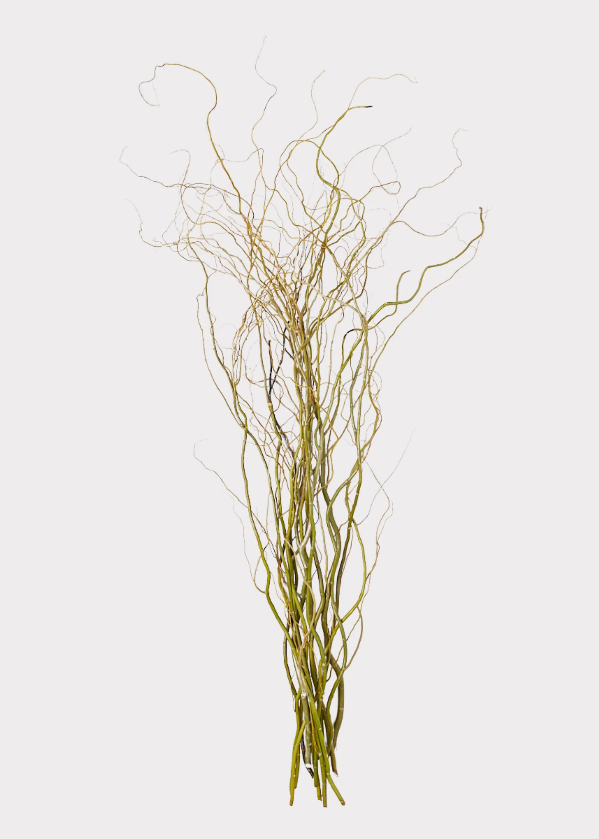FRESH Curly Willow Branches - 48" - Image 2