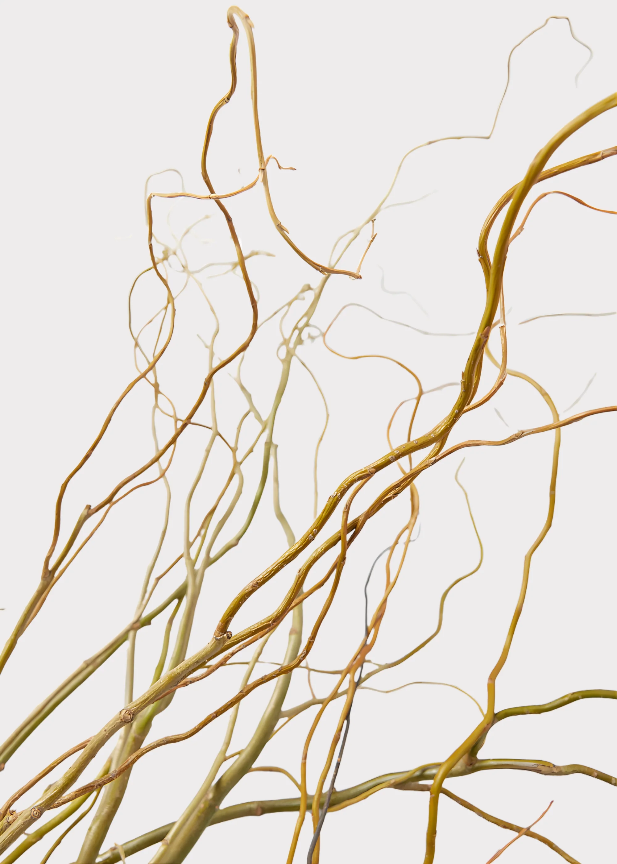 FRESH Curly Willow Branches - 48" - Image 3