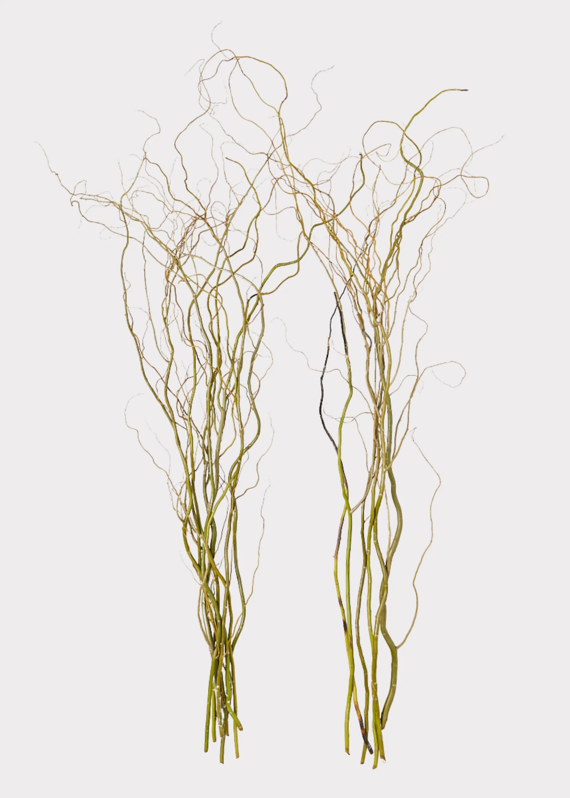 FRESH Curly Willow Branches - 48" - Image 4