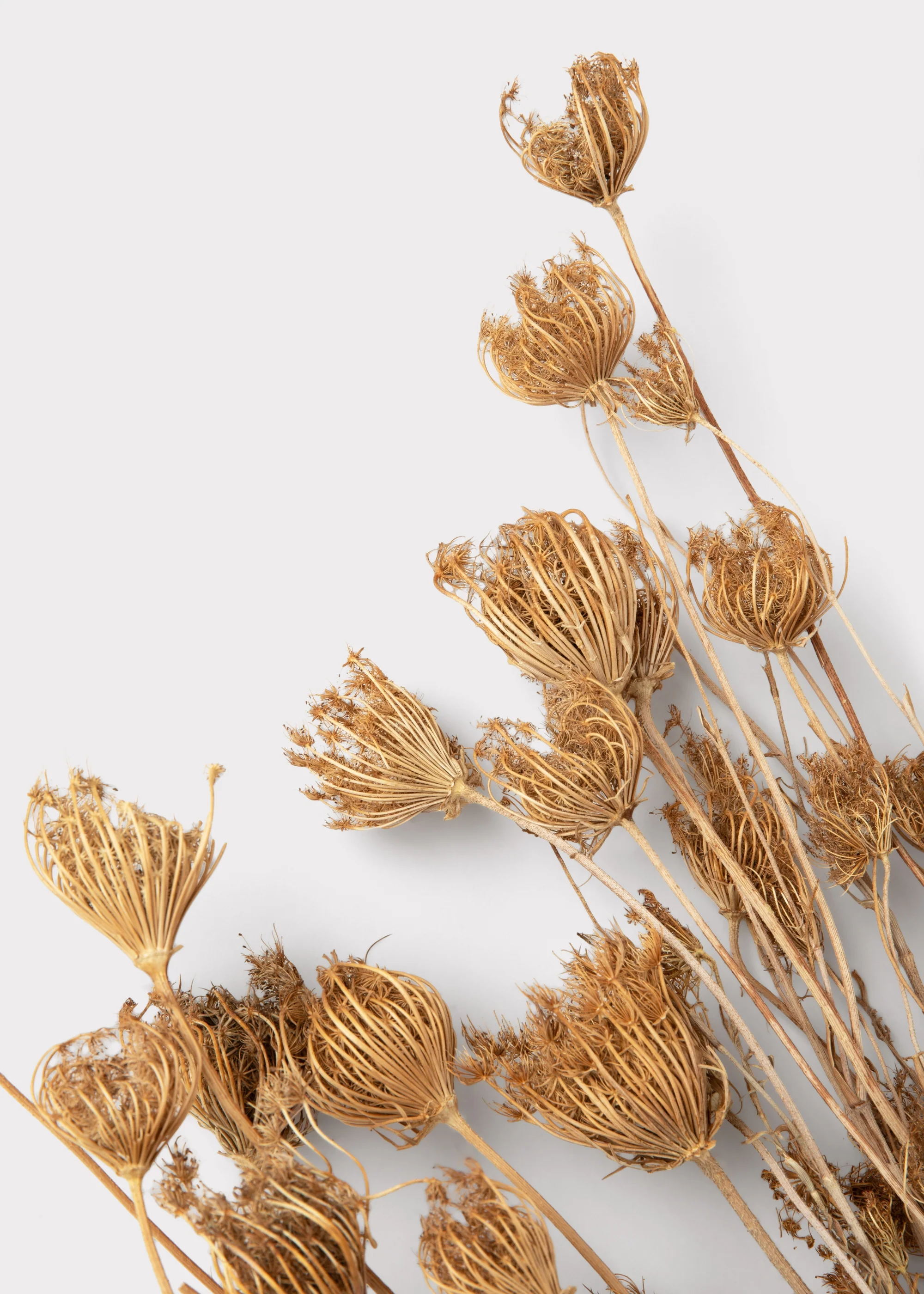 Natural Dried Queen Anne's Lace Flowers - 3.5 oz Bunch - Image 3