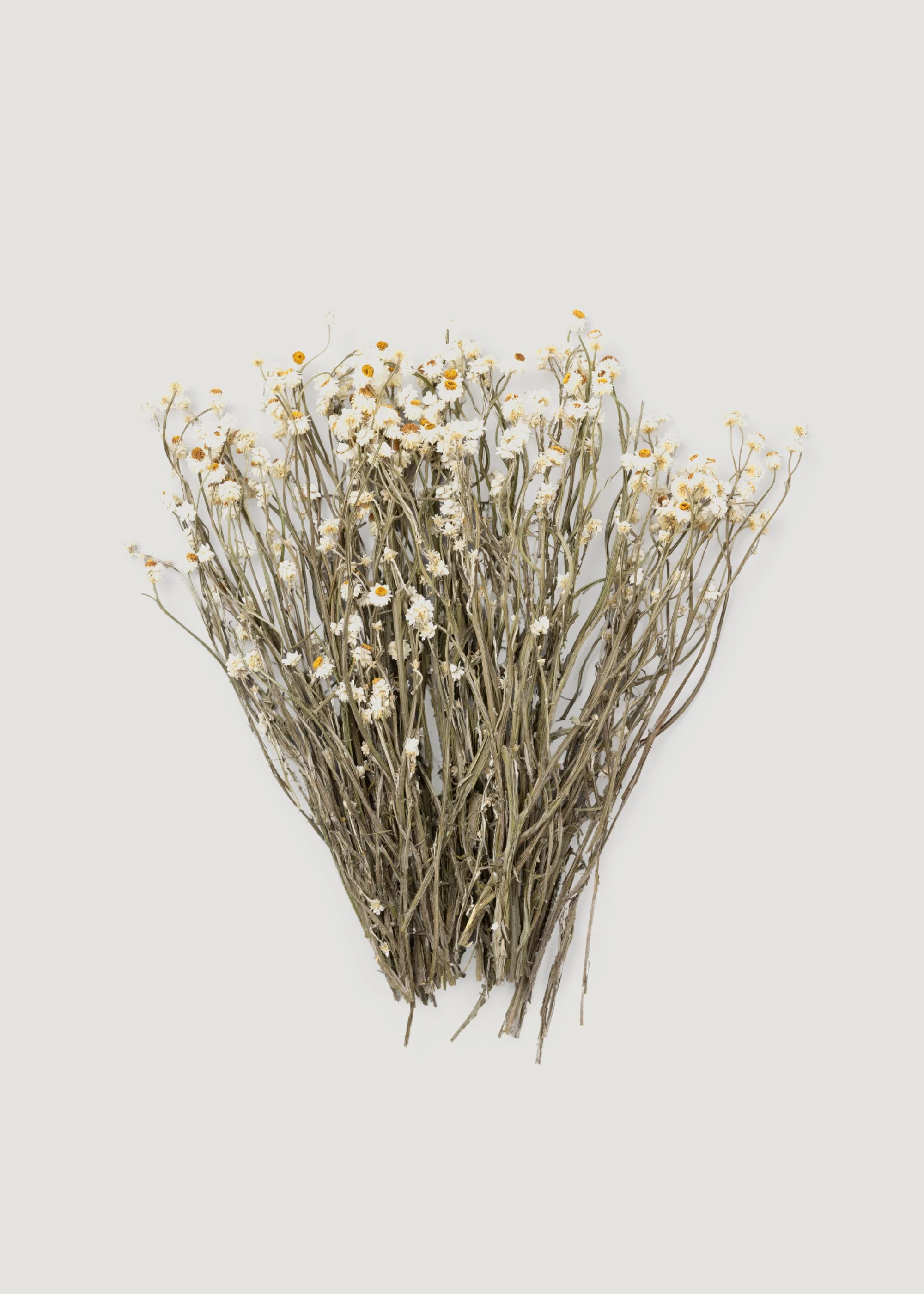 Natural White Dried Ammobium Flowers - 4 oz Bunch - Image 4