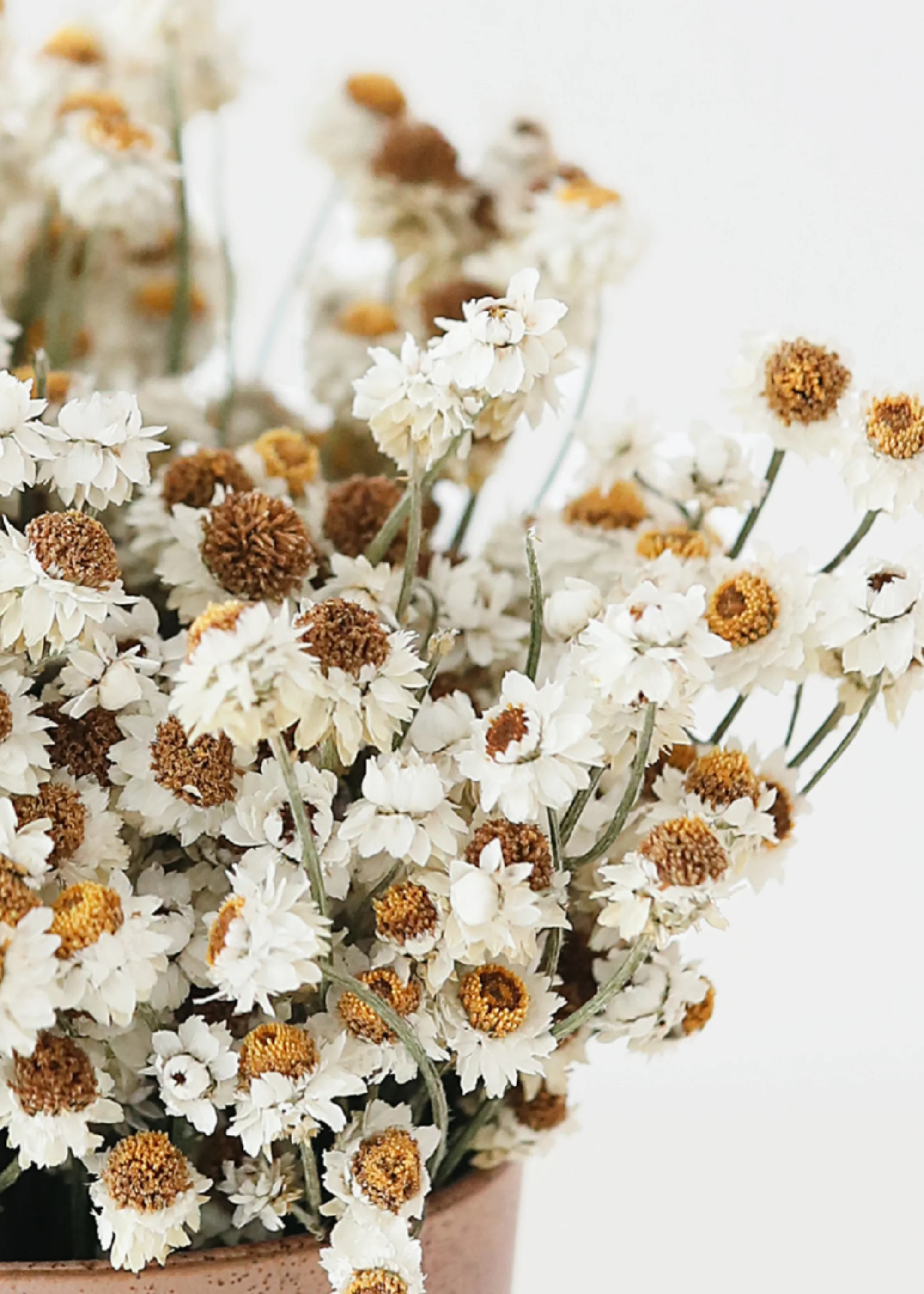 Natural White Dried Ammobium Flowers - 4 oz Bunch - Image 5