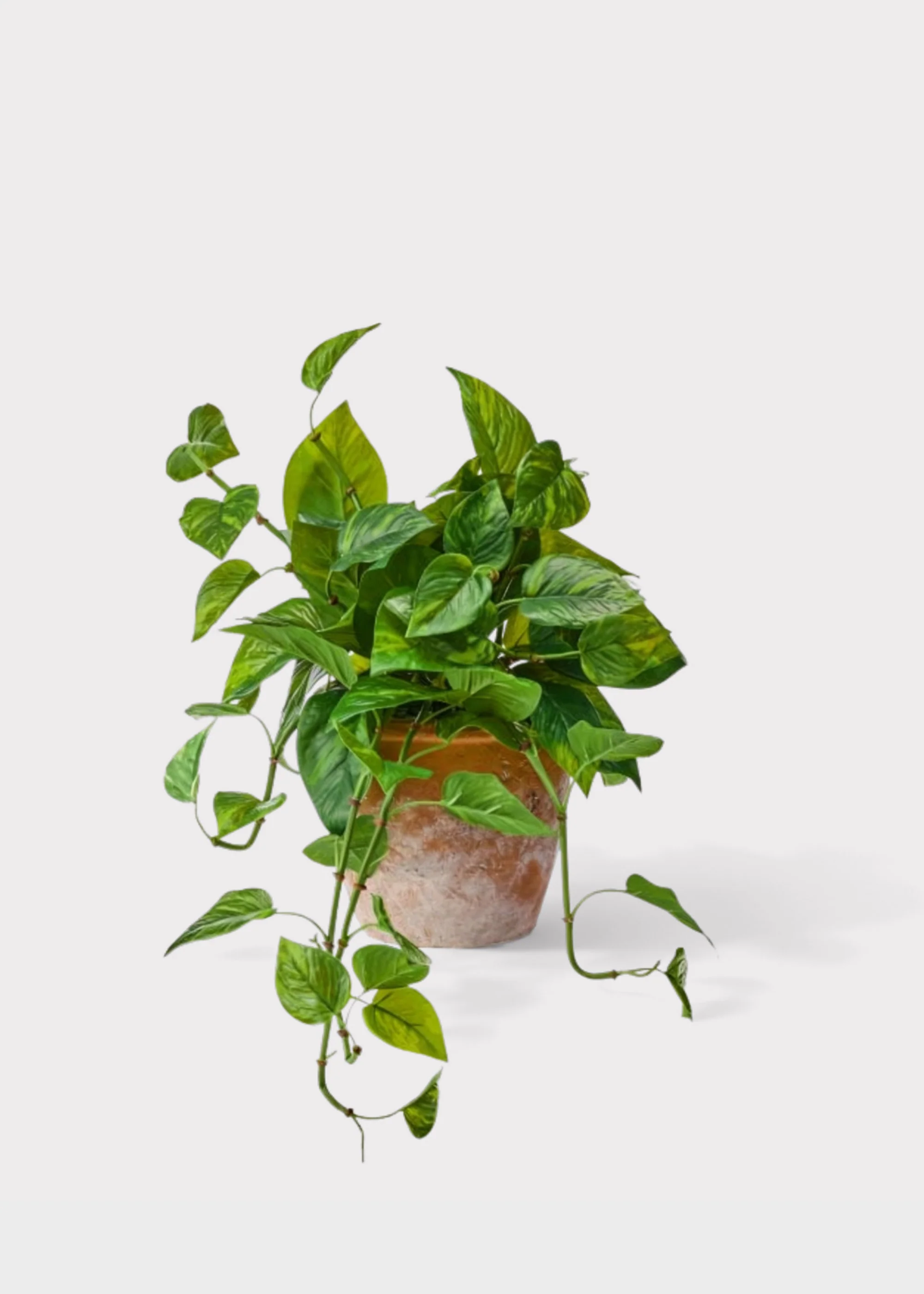 Outdoor UV Treated Pothos Real Touch Potted Plant - 13"