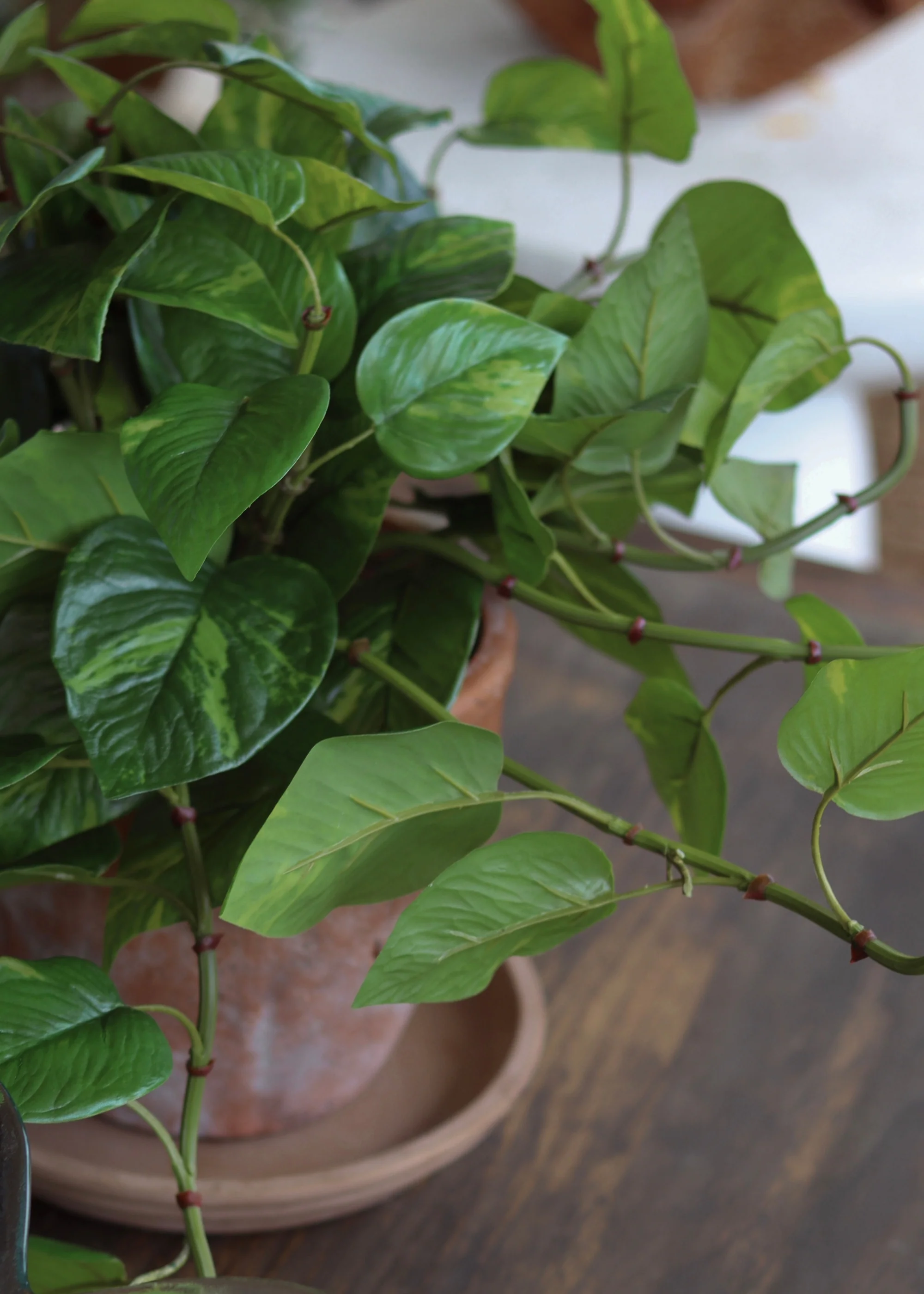 Outdoor UV Treated Pothos Real Touch Potted Plant - 13" - Image 5