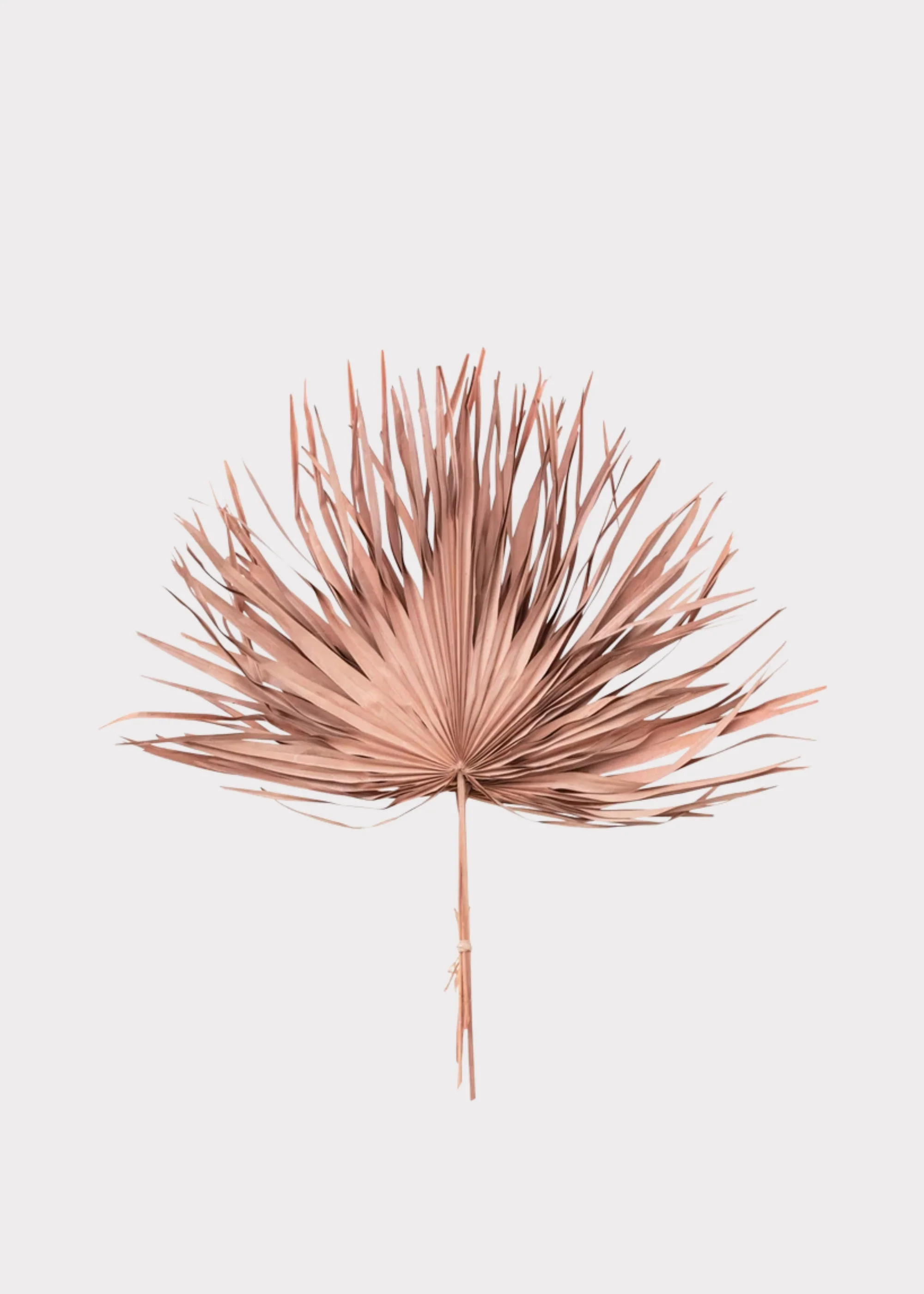 Pink Natural Dried Fan Palm Leaf Bundle of 4 - 29"