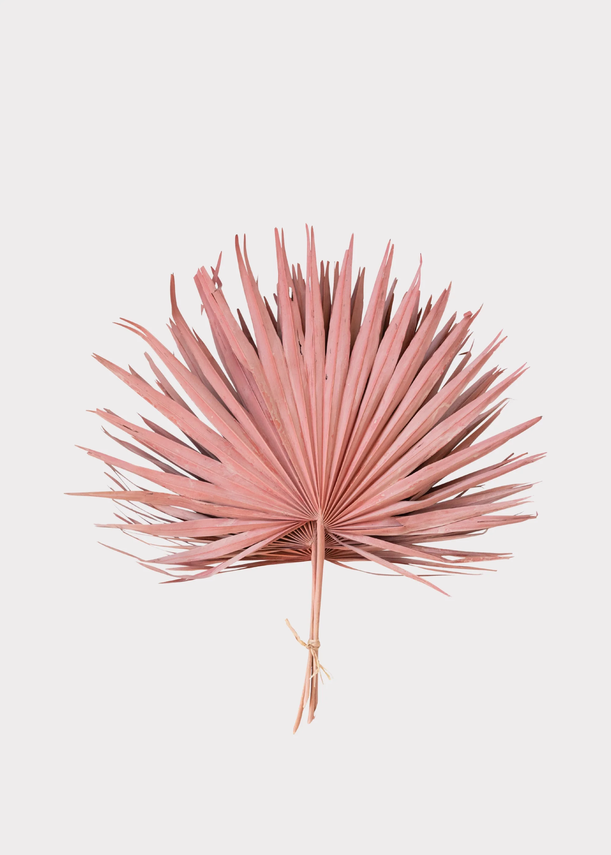 Pink Natural Dried Fan Palm Leaf Bundle of 4 - 29" - Image 2