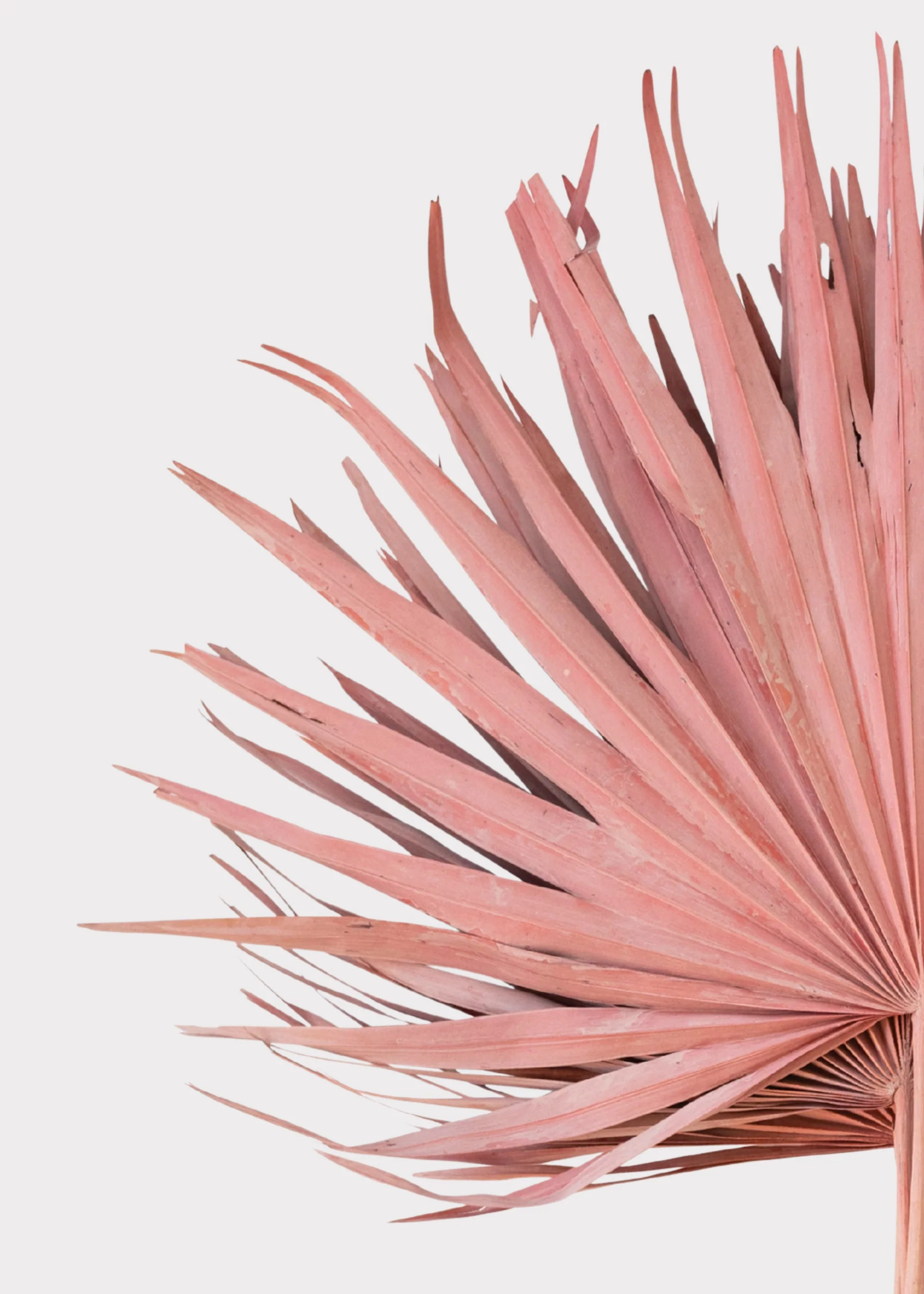 Pink Natural Dried Fan Palm Leaf Bundle of 4 - 29" - Image 3