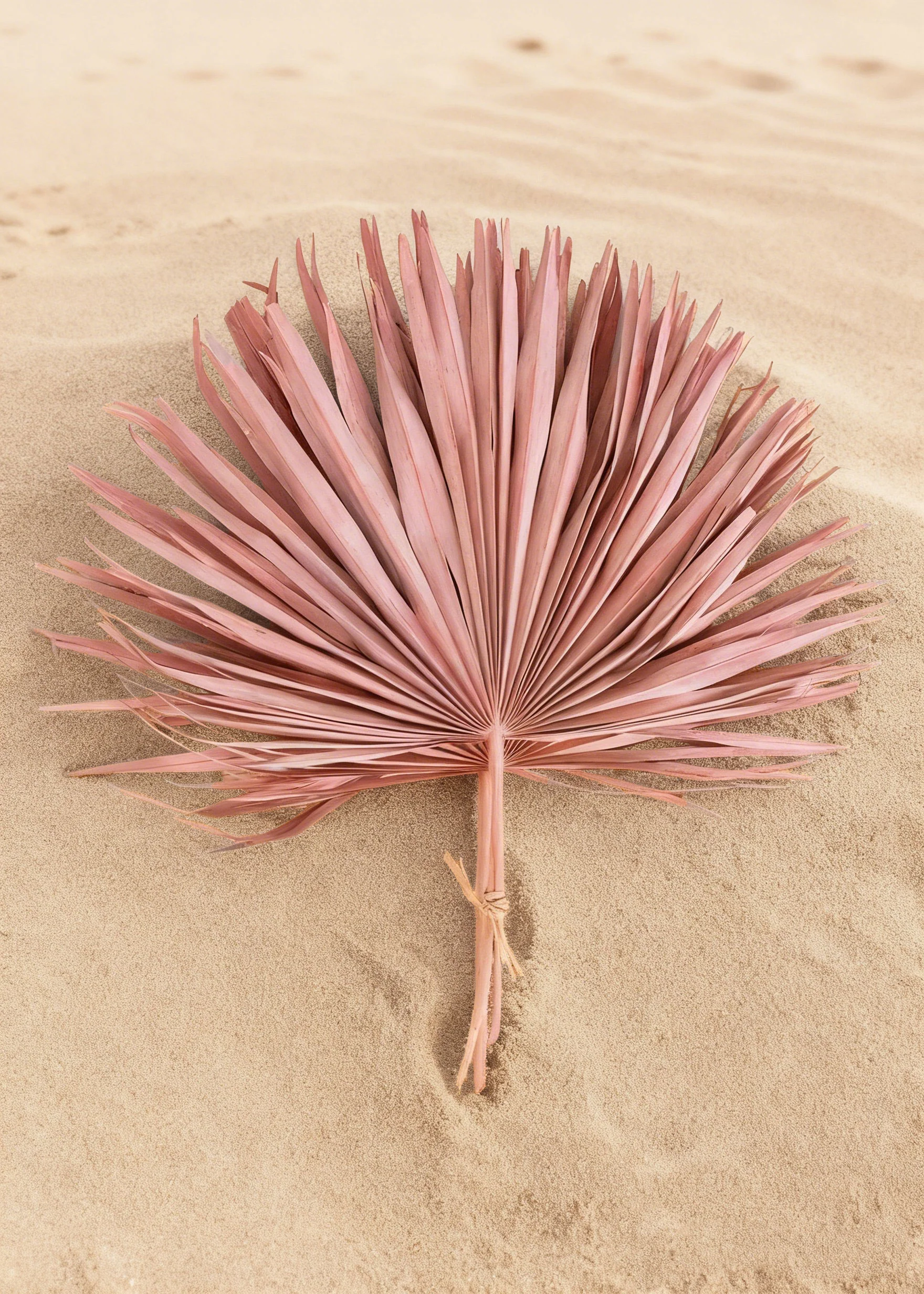 Pink Natural Dried Fan Palm Leaf Bundle of 4 - 29" - Image 4