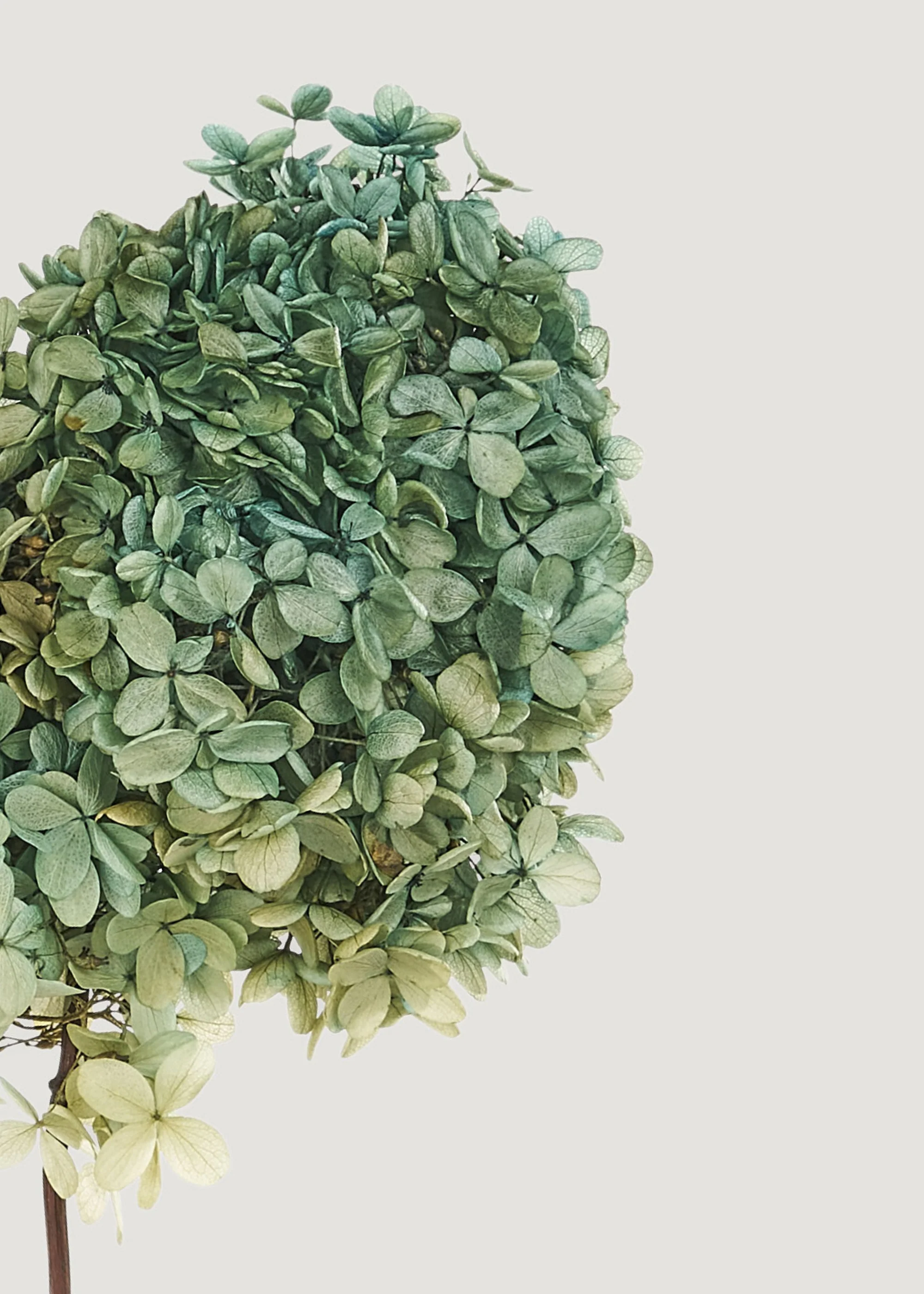 Preserved Flower Bundle of 3 Blue and Green Hydrangea Stems - Image 3