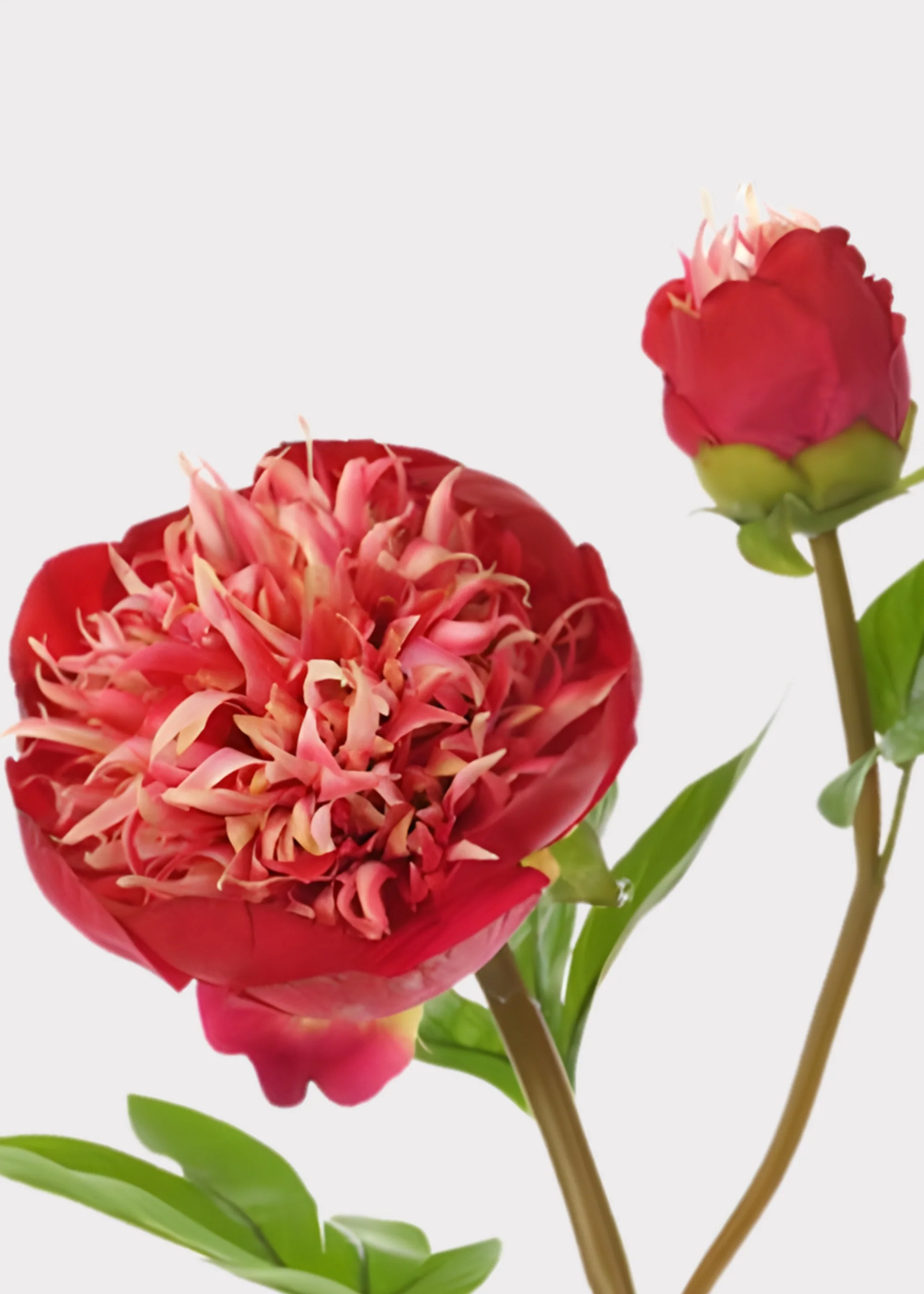 Red and Cream Fake Real Touch Peony with Bud - 26" - Image 2