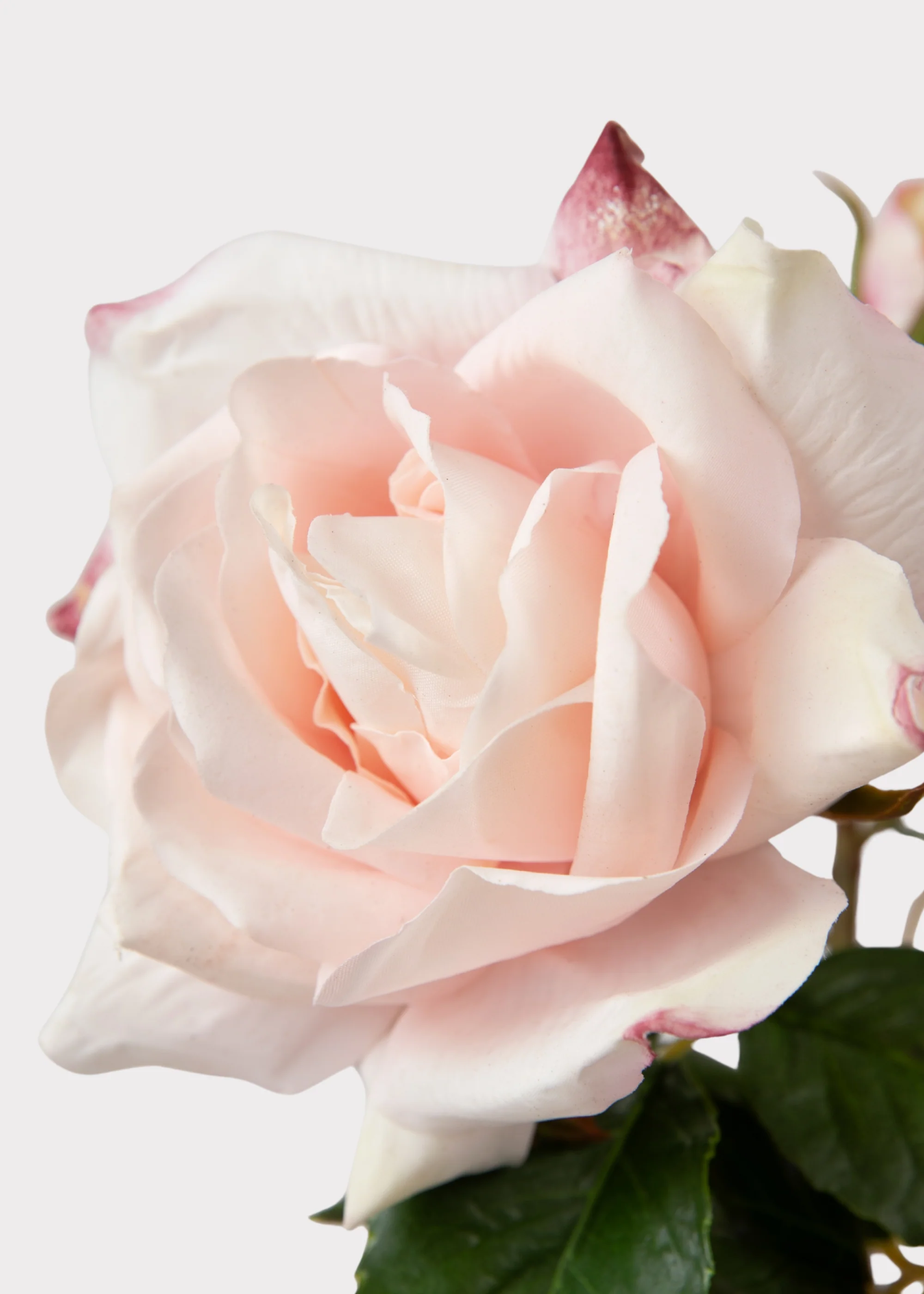 Soft Pink Real Touch Fake Juliet English Rose - 22" - Image 3