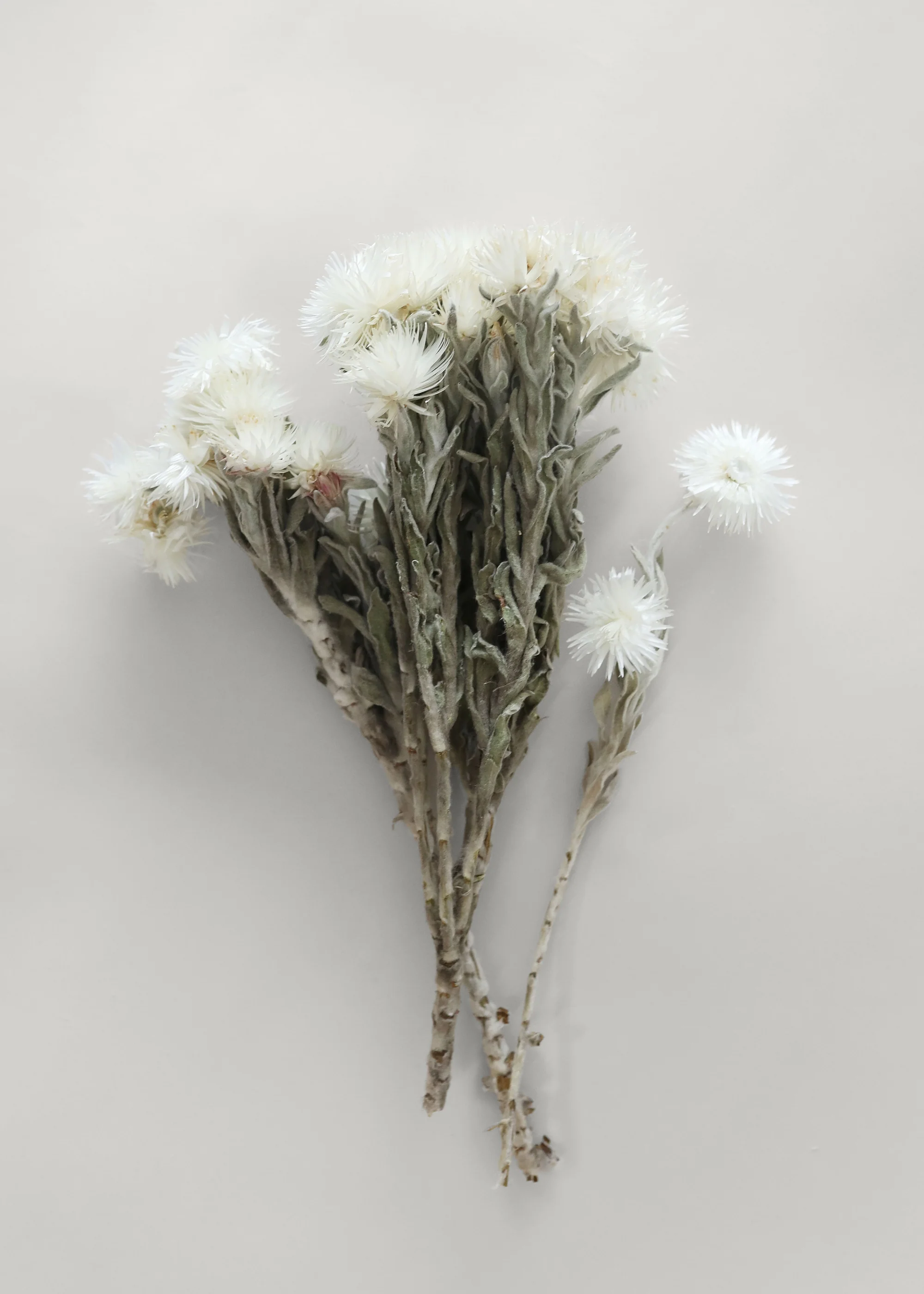 White Dried Helichrysum Everlasting Daisy Flower Bunch - 7-12" - Image 5